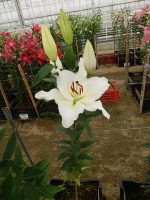 [4287 Silverside Mak No01.JPG]